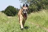 MALINOIS 776